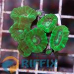 Caulastrea curvata (green)